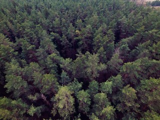 Obraz premium Forest. Drone footage.