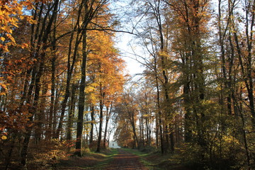 Fototapeta premium Forêt en automne