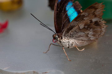 Schmetterling makro close