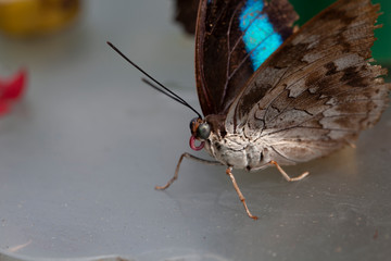 Schmetterling makro close