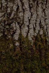 bark of a tree, deep in the Swedish nature