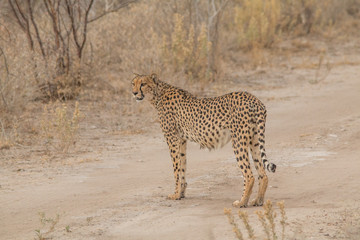Cheetah walking and standing in the savanna, Etosha national park, Namibia, Africa