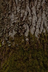 bark of a tree, deep in the Swedish nature