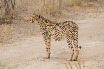 Cheetah walking and standing in the savanna, Etosha national park, Namibia, Africa