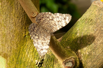 Schmetterling makro close