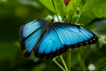 Schmetterling makro close