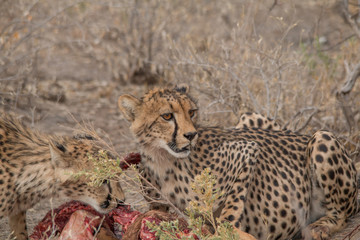Cheetah eating a hunted Impala, Etosha national park, Namibia, Africa