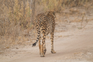 Cheetah walking and standing in the savanna, Etosha national park, Namibia, Africa