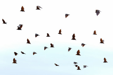 Bats flying in the sky, Freedom concept