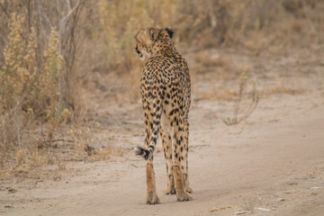 Cheetah walking and standing in the savanna, Etosha national park, Namibia, Africa