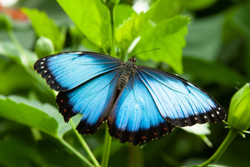 Schmetterling makro close