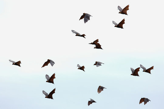 Bats flying in the sky, Freedom concept