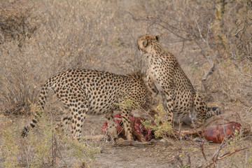 Cheetah eating a hunted Impala, Etosha national park, Namibia, Africa