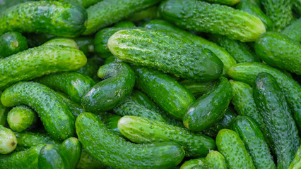 Background of green fresh cucumbers. Macro photography of green cucumbers close up