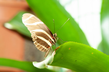 Schmetterling makro close