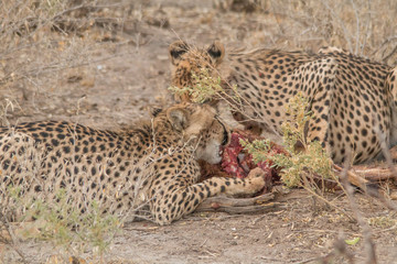 Cheetah eating a hunted Impala, Etosha national park, Namibia, Africa