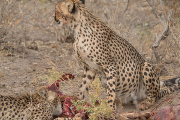 Cheetah eating a hunted Impala, Etosha national park, Namibia, Africa