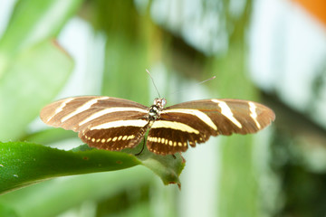 Schmetterling makro close