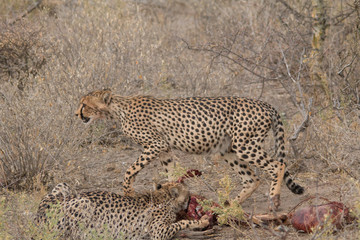 Cheetah eating a hunted Impala, Etosha national park, Namibia, Africa