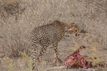 Cheetah eating a hunted Impala, Etosha national park, Namibia, Africa