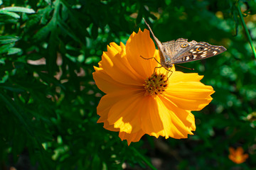 One butterfly is sucking the nectar from the pollen for breakfast.