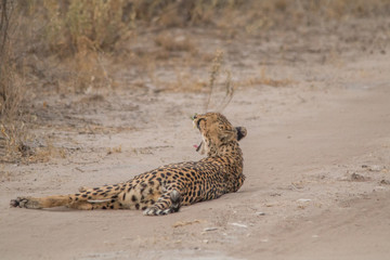 Cheetah walking and standing in the savanna, Etosha national park, Namibia, Africa