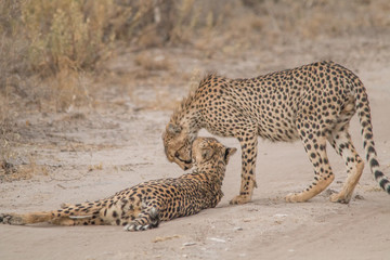 Two cheetahs walking through the savanna, Etosha national park, Namibia, Africa