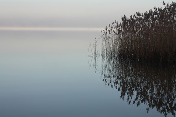 Morgendliche Stimmung am See mit Schilfgras