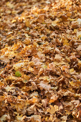 Carpet of yellow leaves