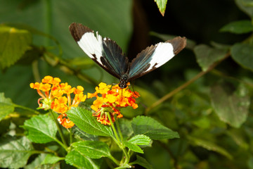 Schmetterling makro close