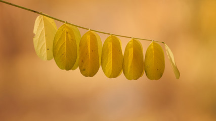 Yellow acacia leaves on a warm autumn day