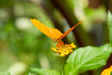 Schmetterling makro close