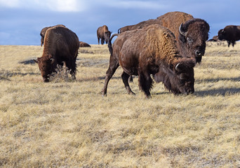 Prairie Buffalo Bison Bull, Cow and Herd