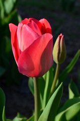 red tulips in the garden