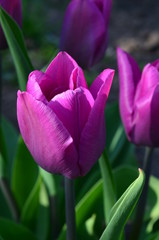 Purple tulips in the garden