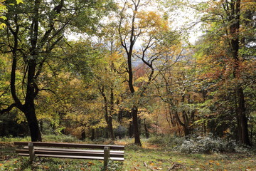 Fototapeta na wymiar rest bank in autumn forest