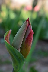 Green tulip in the garden