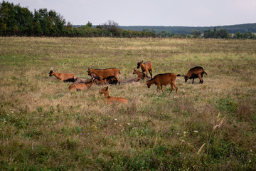 A flock of brown goat b