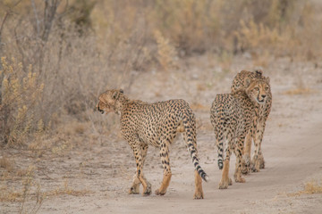 Three brother cheetahs hanging around, Etosha national park, Namibia, Africa