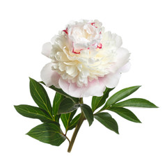 Delicate light pink peony flower isolated on a white background.