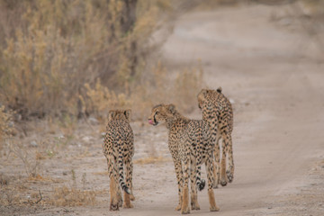 Three brother cheetahs hanging around, Etosha national park, Namibia, Africa