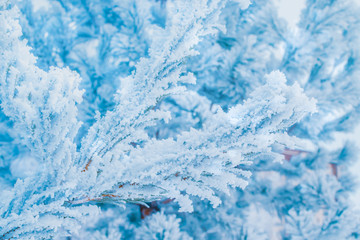 Winter christmas background with spruce branches in hoarfrost