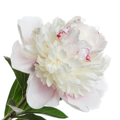 Delicate light pink peony flower isolated on a white background.