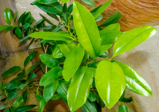 Feuilles de ravensare, ravensara aromatica