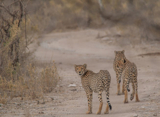 Three brother cheetahs hanging around, Etosha national park, Namibia, Africa