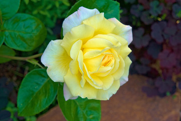 Yellow tea rose blooms in the garden.