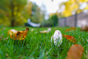 Schopf Tintling auf grüner Wiese im Herbst
