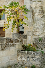 Fototapeta na wymiar Vine plant grown in a stone planter in the Sassi of Matera.