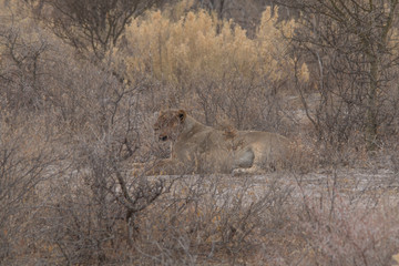 Pregnant lioness in the bush, Etosha national park, Namibia, Africa