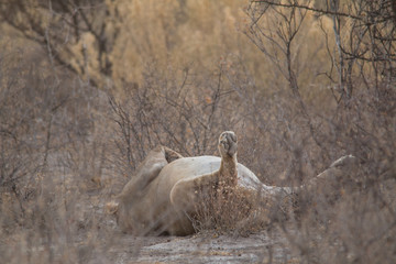 Pregnant lioness in the bush, Etosha national park, Namibia, Africa